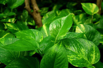 Closeup Vibrant Green Devil's Ivy Plants Growing in the Garden