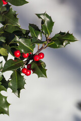 Stechpalme im Winter