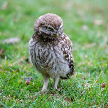 Little owl (Athene noctua) photographed in a grassy meadow