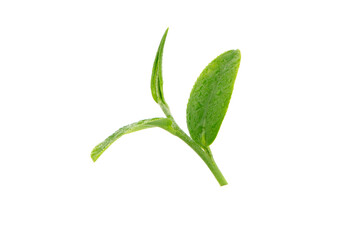 leaves Fresh green tea with drops of water isolated on white background