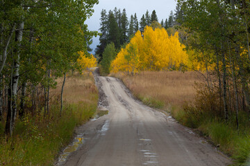 Dirt road through Autumn colored trees.
