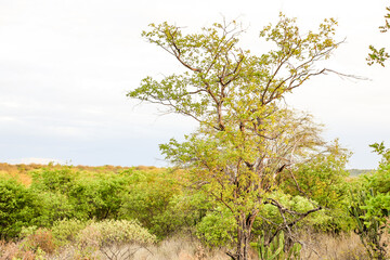 ÁRVORE TÍPICA DO CERRADO PIAUIENSE