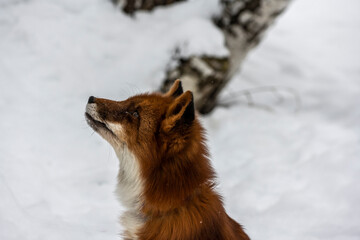 red fox hunts in a snowy winter forest