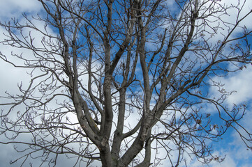 background with bare branches over sky with clouds