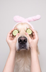 A cute golden retriever is sitting relaxed from spa treatments on a white background with cucumbers on his face. Dog on cosmetic procedures