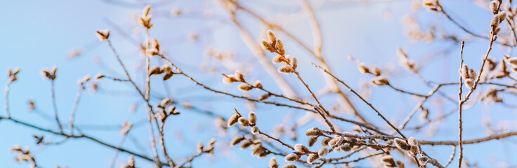 Spring branches of pussy willow on colorful blurred background. Beautiful panoramic scenery