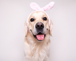 A cute golden retriever is sitting relaxed from spa treatments on a white background with cucumbers on his face. Dog on cosmetic procedures