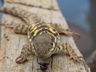 lizard on a tree