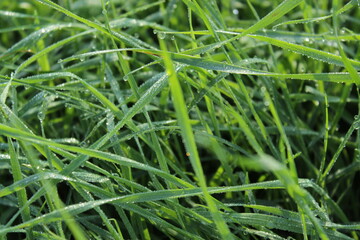 Fototapeta na wymiar rugiada su erba