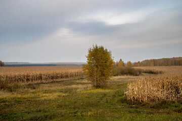 Obraz premium Corn field on the background of the autumn landscape.