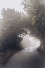 Fototapeta na wymiar Niebla en el bosque