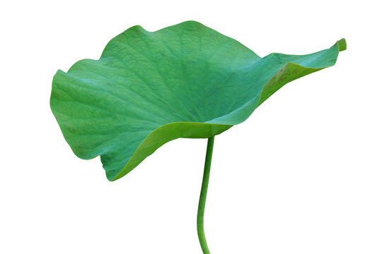 Lotus Green Leaf Isolated on White Background with Clipping Path