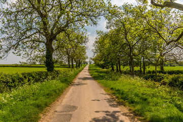 Fototapeta na wymiar A view up a quiet country road close to the village of Laughton near Market Harborough, UK in springtime