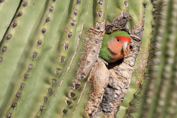 Lovebird Peeks Out of Cactus
