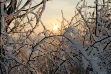 leaves and branches covered with ice frost on a winter morning