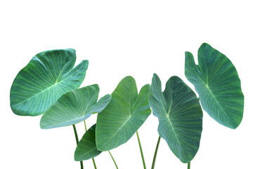 Tropical Green Leaves of Elephant Ear Plant Isolated on White Background with Clipping Path
