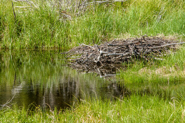 Jasper National Park, Alberta, Canada. Beaver lodge in Patricia Lake near Jasper.