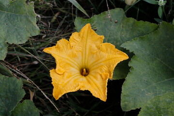 Flor de calabaza 