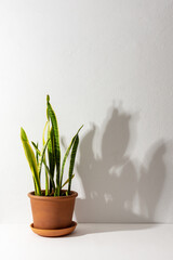 Home flower Sansevieria close-up on a white table against a white wall, the shadow of a flower on the wall, biophilic design