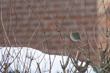 bird in the snow