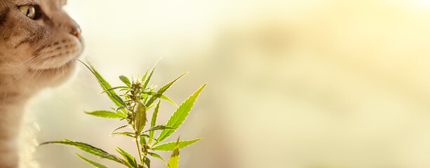Scottish Fold cat sniffs a cannabis or marijuana leaf. Commercial growth of cannabis for pets. Hemp bush with CBD cannabidiol with blurred background, copy space