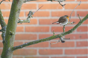 robin on a branch