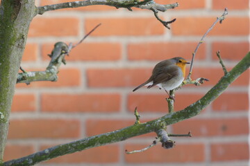robin on branch