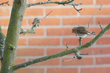 red backed shrike