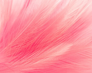 Beautiful abstract light pink feathers on white background,  white feather frame texture on pink texture pattern, pink background, love theme wallpaper and valentines day