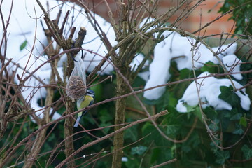 
blue tit eating in winter