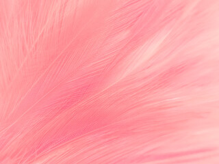 Beautiful abstract light pink feathers on white background,  white feather frame texture on pink...