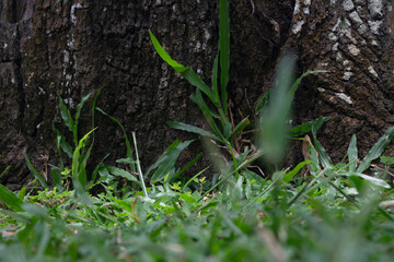 green moss on a tree