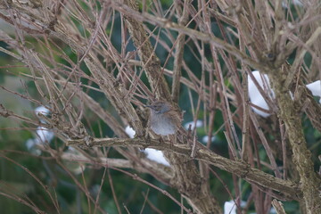 a bird