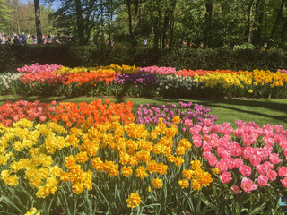 Closeup on beautiful flowers in Keukenhof park in spring