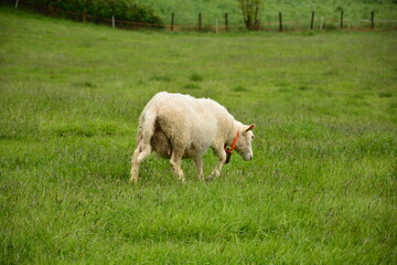 nasses Schaf mit Glocke auf grüner Wiese beim Grasen in Norwegen