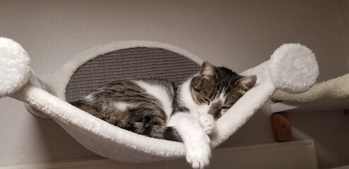 schlafende Katze in Hängematte 