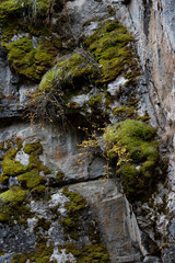 Canada, Alberta. Detail of mossy outcropping in Johnston Canyon, Banff National Park.