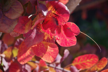 Full frame close-up view of the red sunlit autumn leaves of a bush in the California coastal wilderness