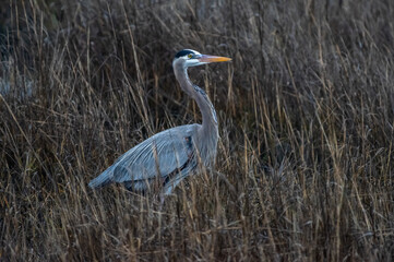Great Blue Heron Breeding Plumage in Salt Marsh