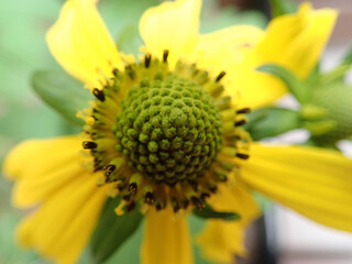 Close up of a Yellow flower
