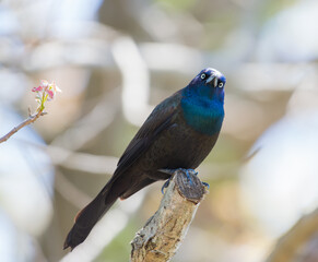 Common grackle.Oak Harbor.Magee Marsh Wildlife Area.Ohio.USA