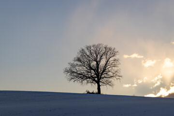 Lonely single tree in winter on snowy hill with bright cloudy sky in background, Schleswig-Holstein, Northern Germany