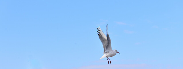 The seagull saw the distribution of food and, ignoring safety, prepared for a quick landing