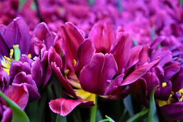 Fototapeta premium a lot of opened purple flowers of a tulip macro