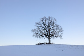 Lonely single tree in winter on snowy hill with bright blue sky in background, Schleswig-Holstein,...