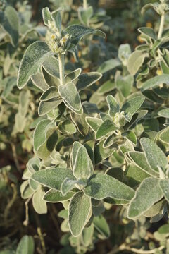 PHLOMIS CHRYSOPHYLLA. DETALLE DE LAS HOJAS VERDES DE LA PLANTA.