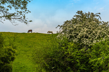 A view towards horses on top of the hill leading to the village of Gumley near Market Harborough, UK in springtime