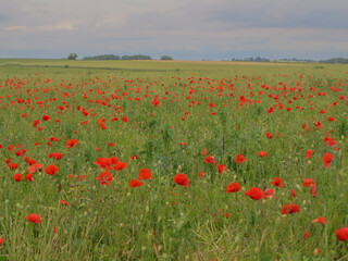 champ de coquelicot