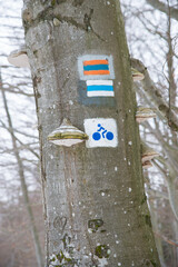 Blue sign of bicycle road on tree in forest and polypore on tree trunk.