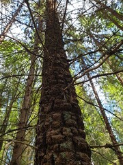 Fototapeta premium Spruce ordinary. Cancer damage to the bark of the tree. Drawing on the trunk. The tree is sick.